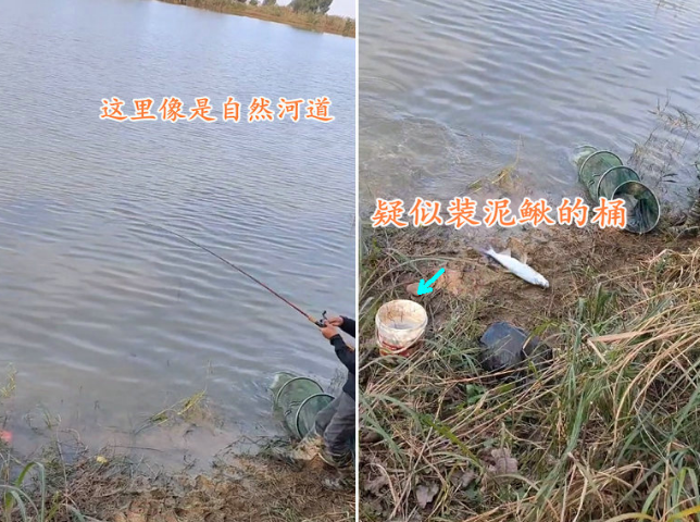 浙江省|浙江有人半天钓起几十条大翘嘴, 老司机们, 你觉得他是不是泥鳅钓?