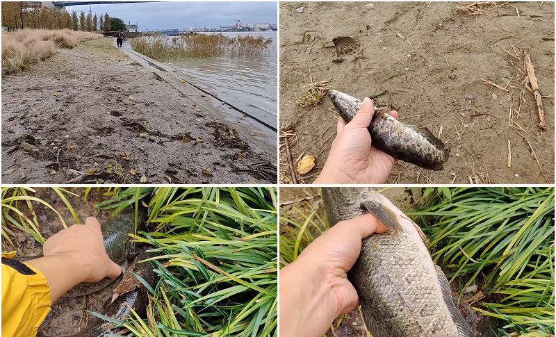 黄浦江|黑鱼随便捞？黄浦江边黑鱼乱窜，捞鱼的大爷：都是“念经鱼”