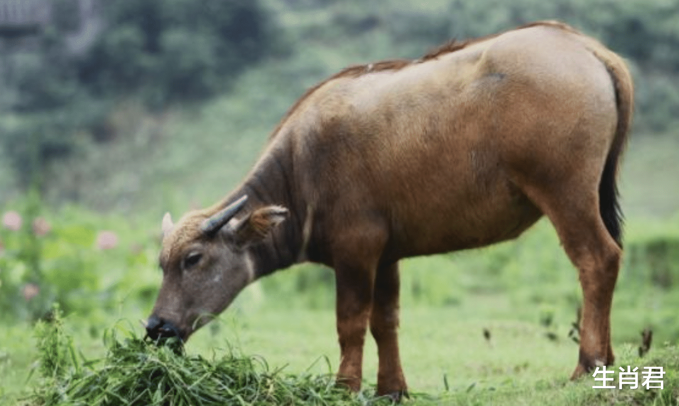 |人逢喜事精神爽,生肖牛在9月20号以后,事业扶摇直上一帆风顺