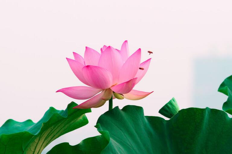 运势|4月起财运攀升，3属相好运即将来临，事业步步高升，再也惹不起