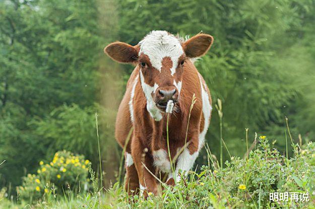 明明再说 属牛人四月命宫中有“龙符”吉星护佑
