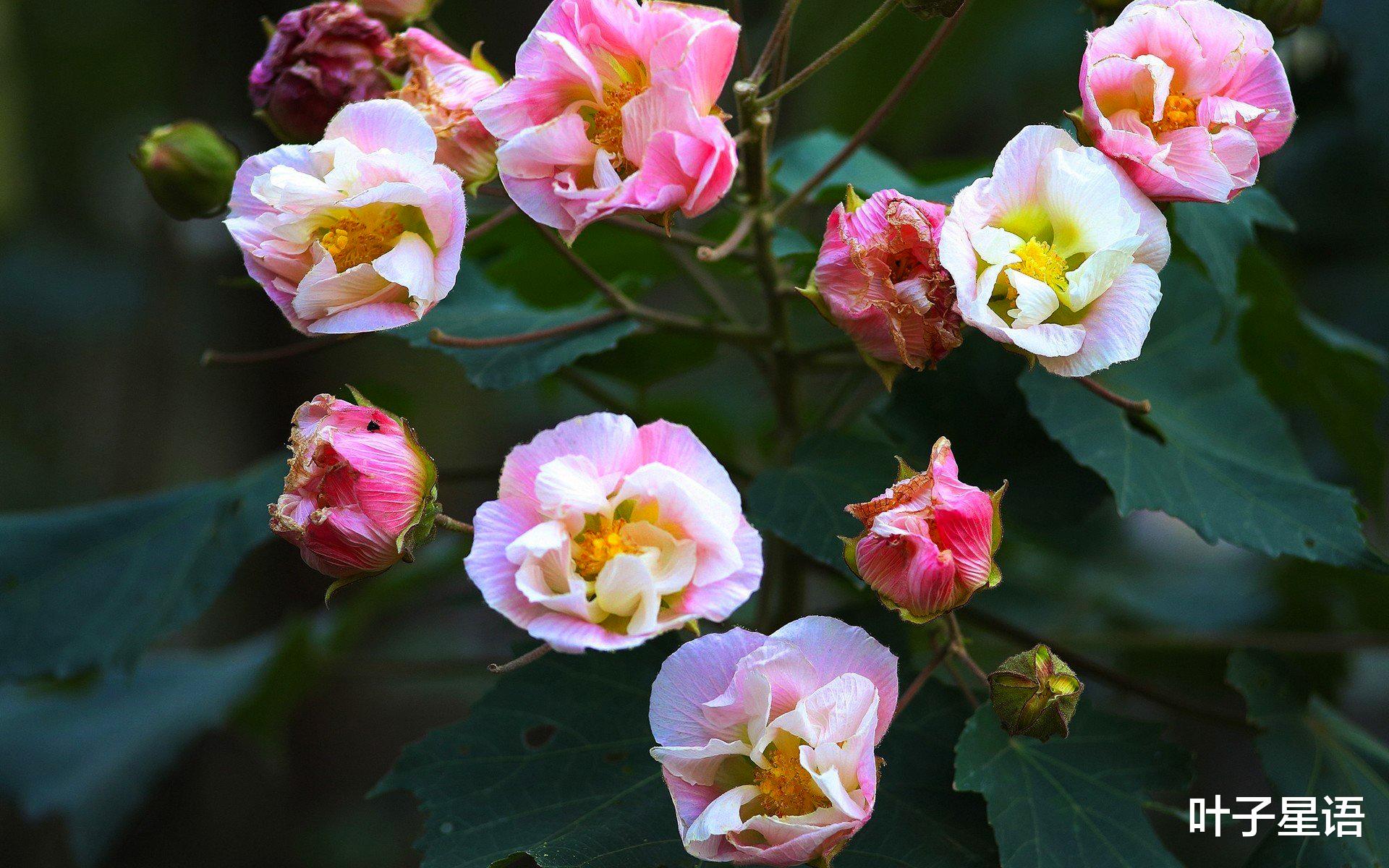 巨蟹座|为人低调，性格很好，却被人觉得“好欺负”的三星座，他们太难了