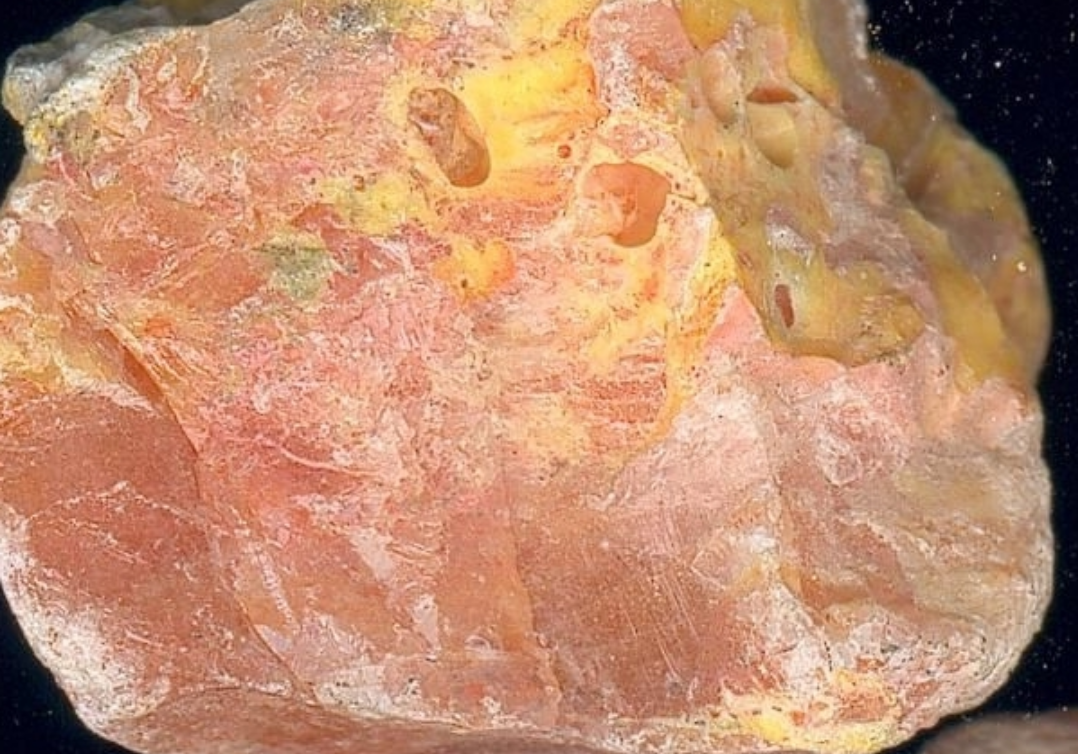 枸杞|身边的中草药——28味毒性中药