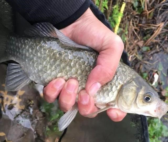 摩尔庄园|冬季钓鱼问得最多的问题，我给你们圈出了7个，记住、要考！