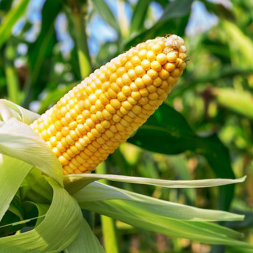 紫侠|玉米这种植物，究竟有多迷人？玛雅人实在太爱玉米了！