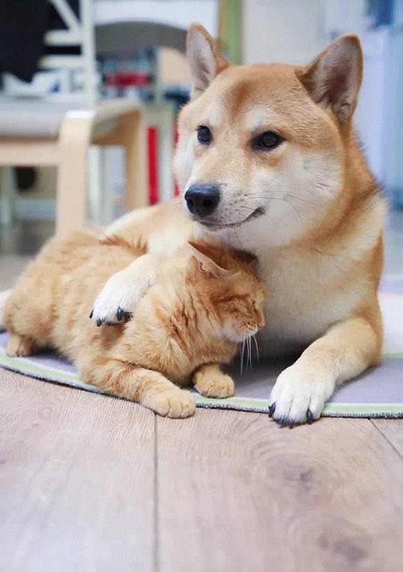 芷兰小时光|猫与狗虽然不是天敌,但成为朋友却很难,其实本质原因是这样的