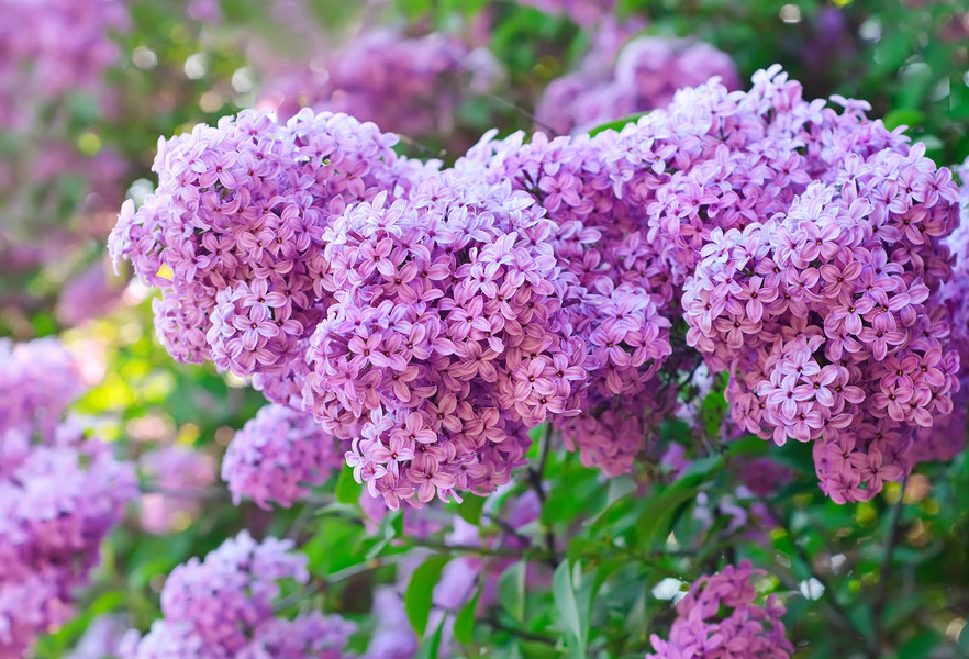 生肖|6月下旬，旧情人回归，怦然心动，相思难断，3生肖重拾情缘，兜兜转转再相爱