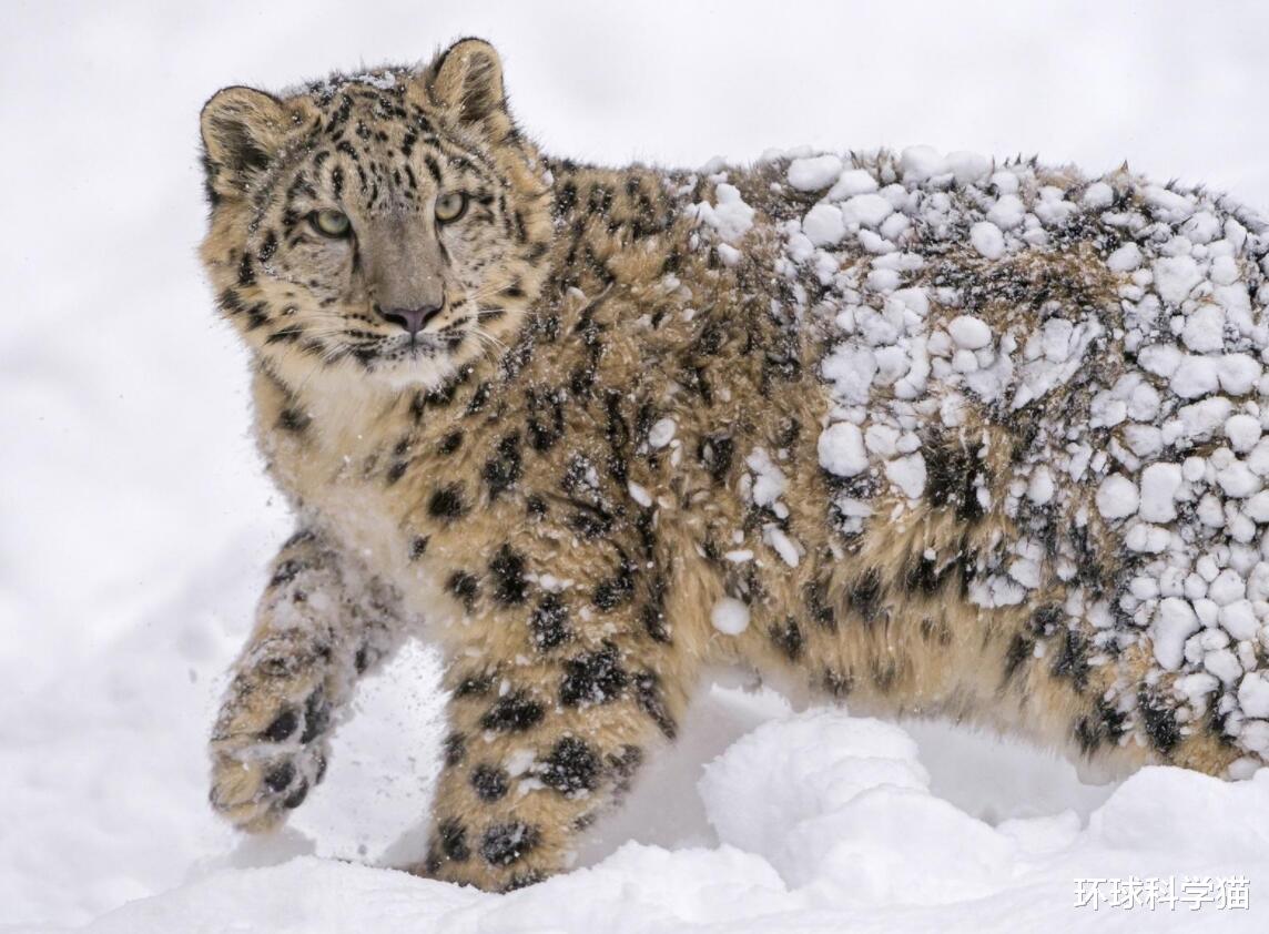 环球科学猫 罕见！时隔50多年，贺兰山重现雪山之王雪豹，它出现意味着什么？