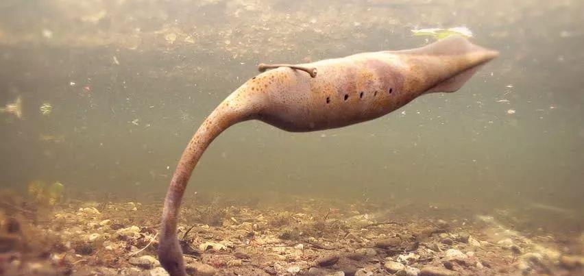 化石 拥有超过1200块化石的“塔利怪物”,凭什么困扰了科学界60多年?