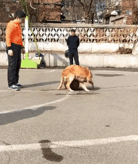 大家上卫生间时是喜欢蹲便器还是马桶呢？