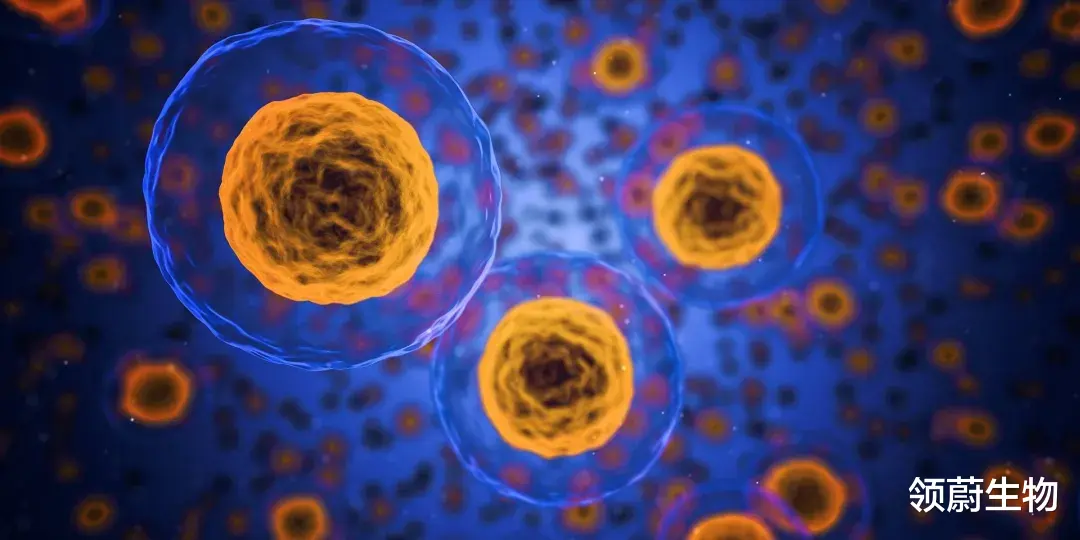 胚胎干细胞 都说干细胞可以再生，人体内的干细胞是无穷无尽的吗？