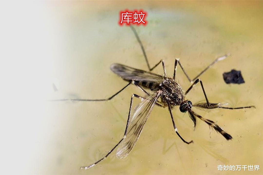 每年一入冬,蚊子都去哪了?其实它就在我们身边