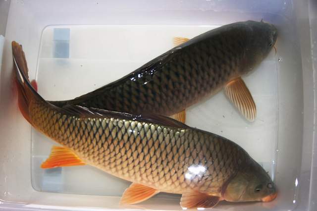 |偶遇奇葩钓友，我也是醉了，到最后是啪啪打脸