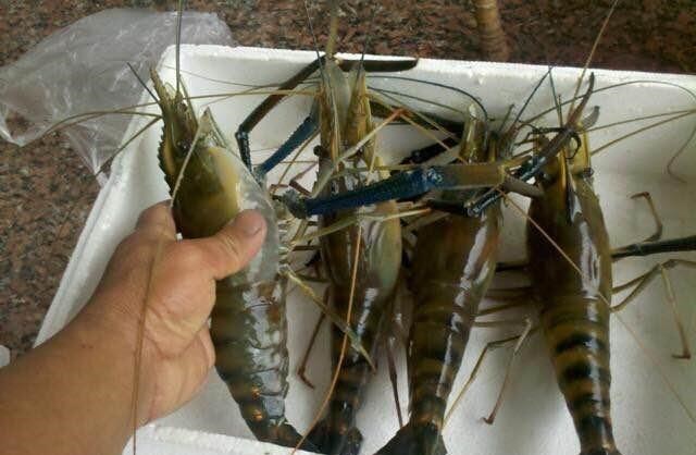 珠江|大虾入侵珠江，有人钓起一只发现满腹虾卵，这是要开始繁殖？