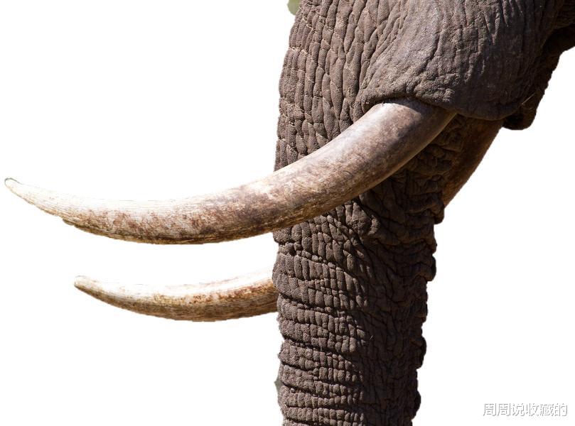 象牙|为什么文玩圈喜欢象牙收藏的人那么多？