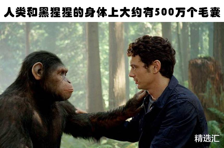 黑猩猩 关于人体的7个听起来疯狂，但却真实的科学事实