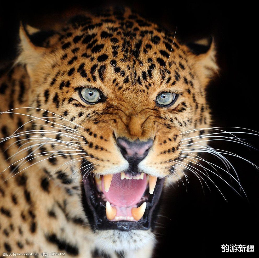 韵游新疆 湖南、新疆3种豹子，好漂亮，萌呆全世界！