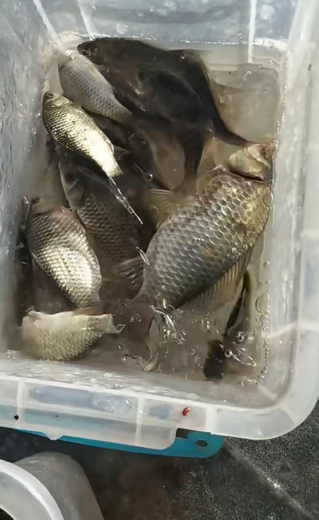 |提拉捧逗，这些技巧你都运用到了么