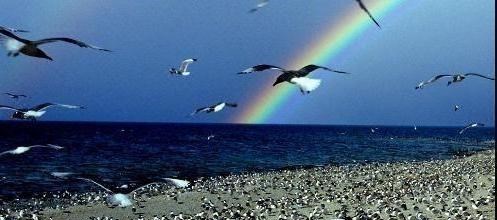 千岛湖 青海“著名”景区，是100000候鸟栖息地，网友：爱了