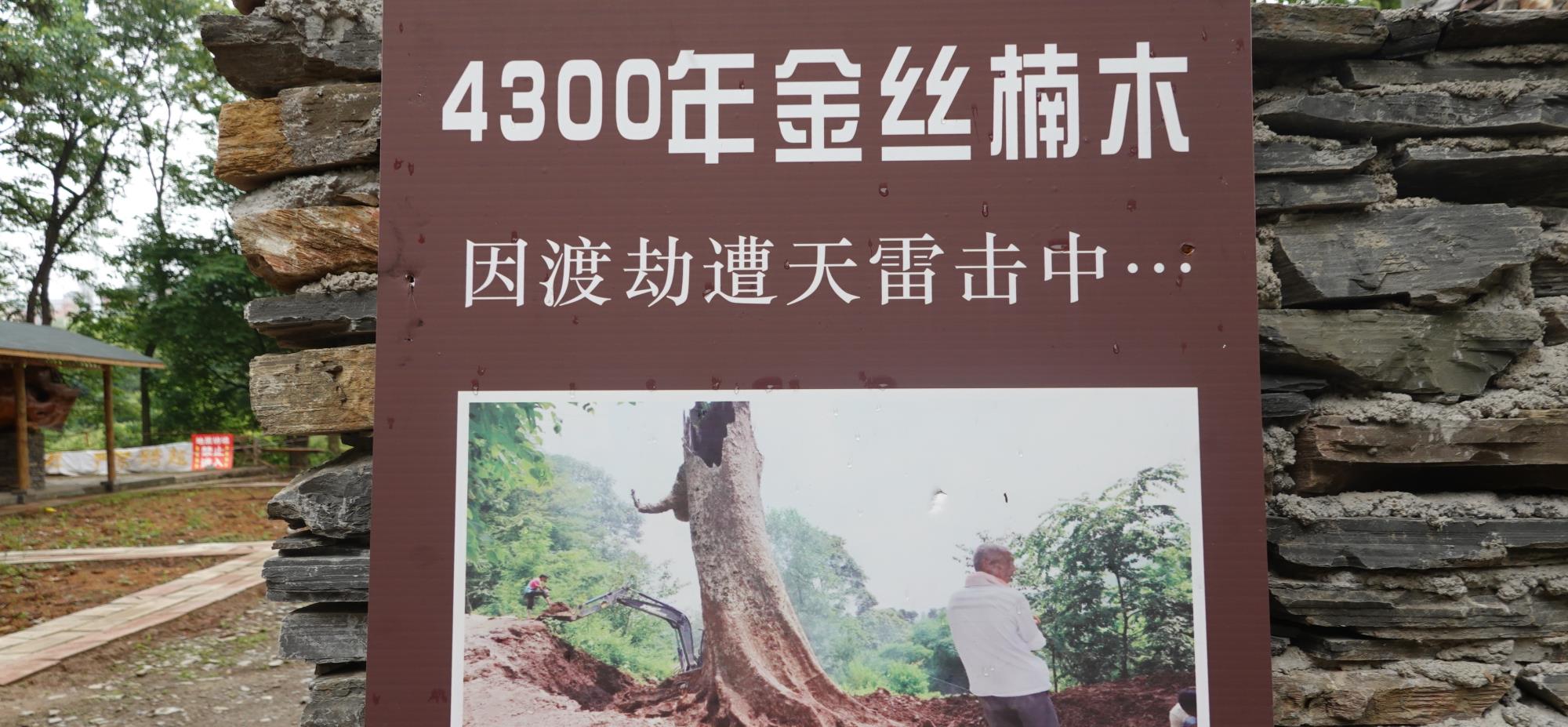 长脖子爸比说|贵阳发现4300年金丝楠木，因渡劫失败被火焚烧，如今价值上亿元