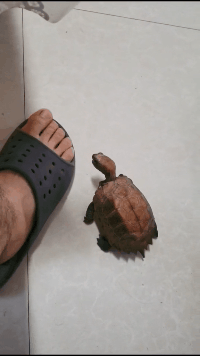 萌萌萌说|给你500万，但你在一年之内必须完成下面一个任务，你会怎么选？