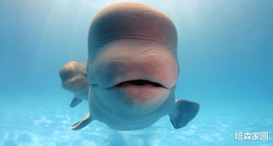 航天员 白鲸，海洋中的金丝雀