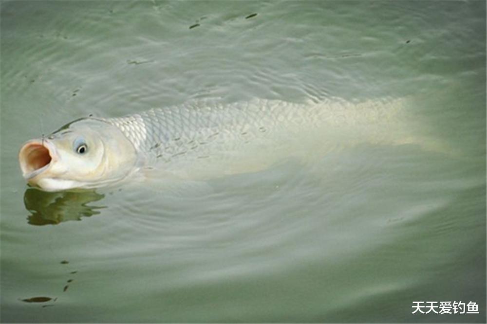 |喜迎梅雨季节，钓鱼的好日子终于来了，钓好梅雨季节，渔获顶全年