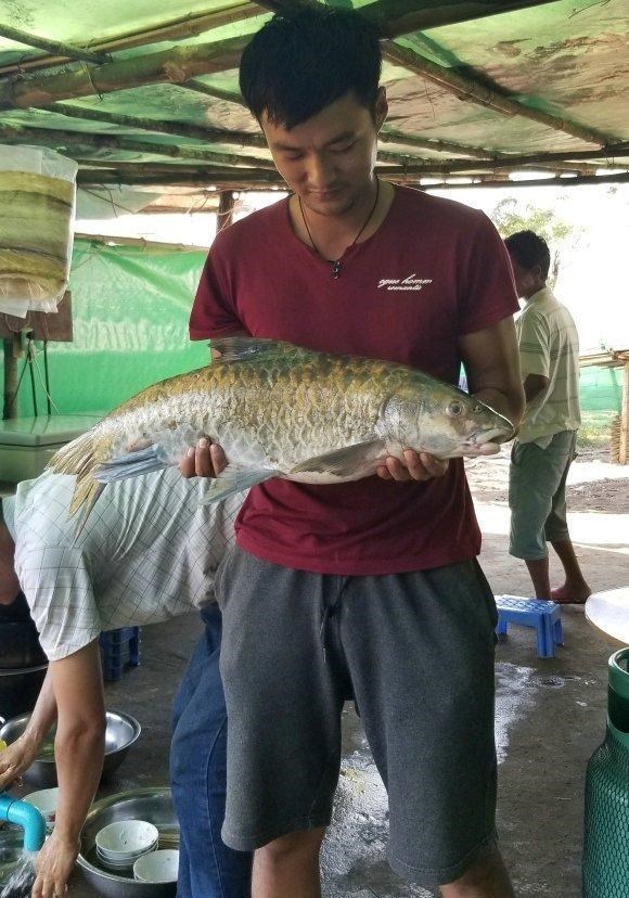 澜沧江|云南钓鱼人钓起几条“军鱼”，长江君：其实是更稀少的结鱼