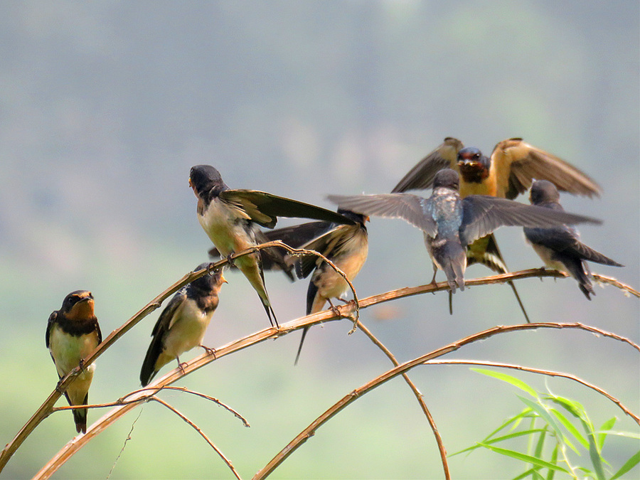 燕子|科学趣闻：年年燕南飞，飞到什么时候是个头？