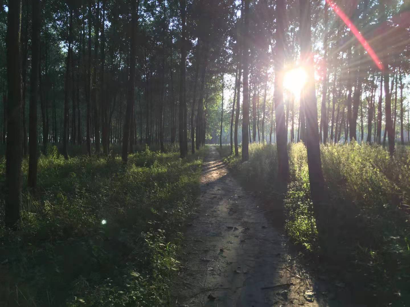 炊烟渐远 梦里的树荫