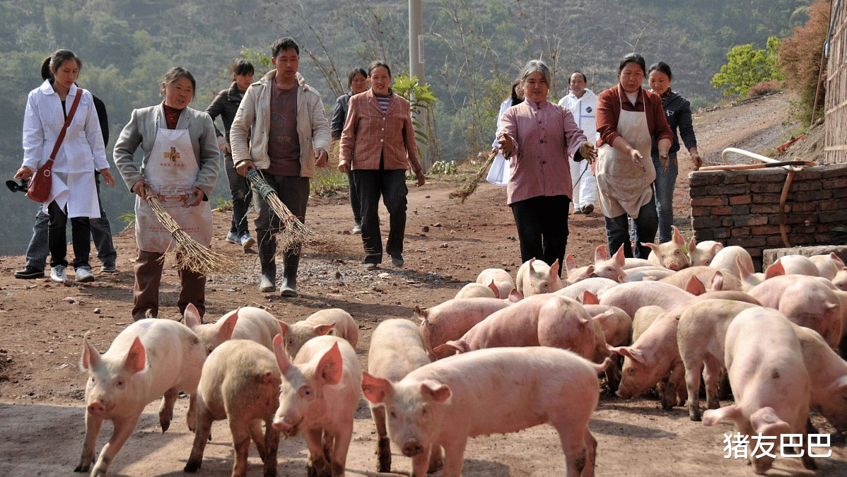 生猪价格 猪价跌惨，行情21连跌，3个坏消息，猪价要恢复“原价”？