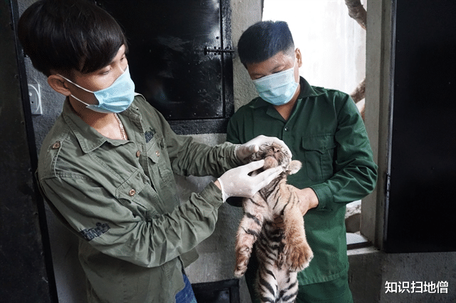 老虎 越南有很多老虎，一生都见不到太阳，百兽之王真能“以形补形”？