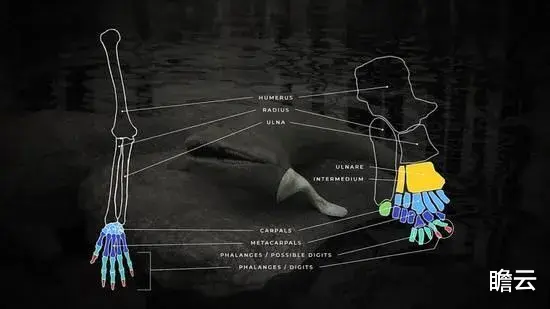 长达40亿年的生命历程,人类是如何一步步进化来的?(人类进化极简史)