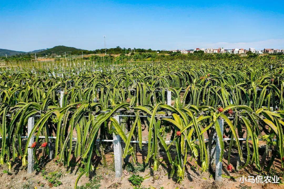 “采花大盗”夜里头戴矿灯采花忙，花要比果贵7倍，一年白捡400万