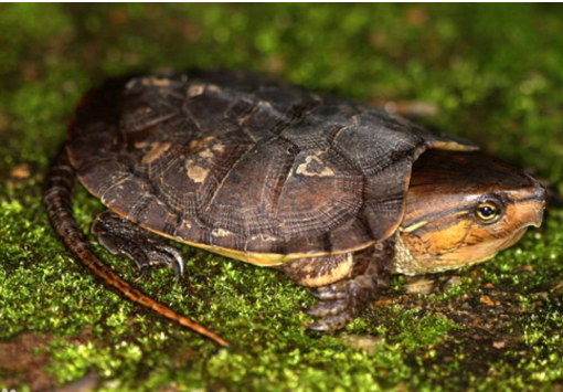 |有的动物不要捉,两女子捉十几只龟栽了,网友:一级国保都敢动?