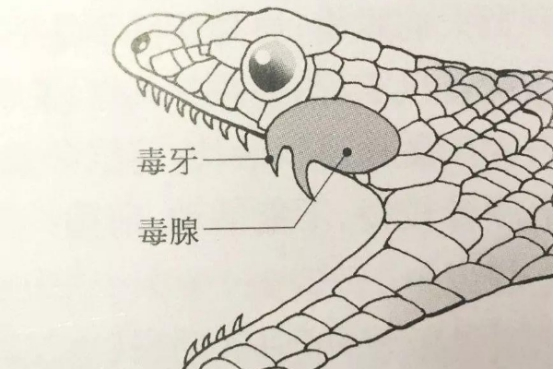 毒蛇 把黑曼巴当菜吃？非洲藤蛇实力如何？配不配称为全世界最毒的蛇？