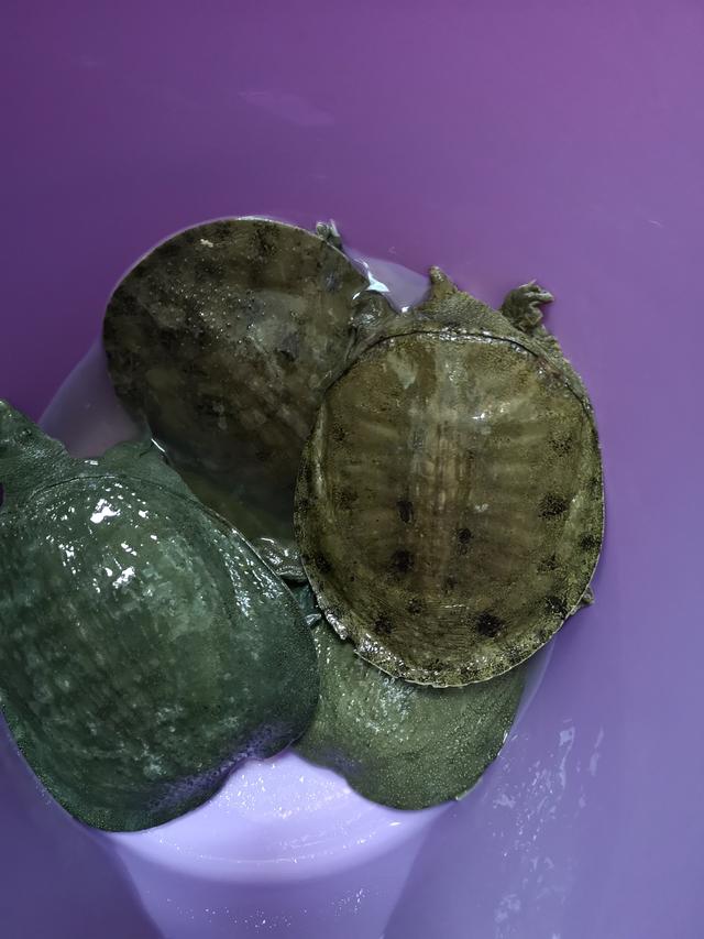 甲鱼|野钓都有哪些惊喜？大部分是送菜，还有捡首饰发家致富的