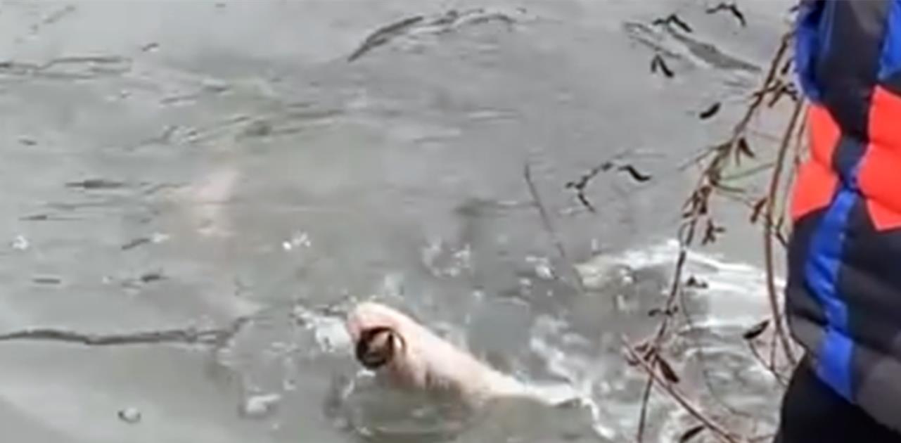 湖北|以为是青铜结果是王者！湖北一男孩野钓10秒中鱼，一旁的大人乐了