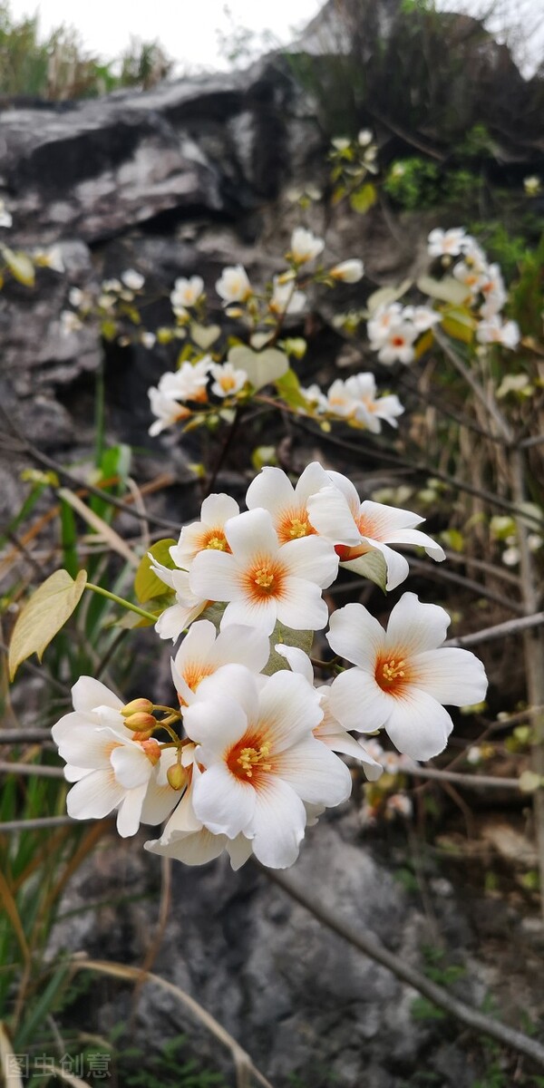 旅行|油桐花开，故乡缘