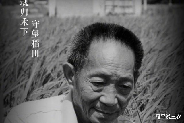 阿平说三农 中国的粮仓，稻穗的守护人，你永远活在中国人的心中！