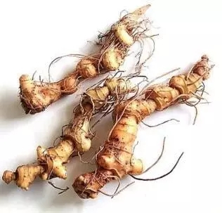 陈智勇|黄精的药用功效及药理作用主要有哪些呢？