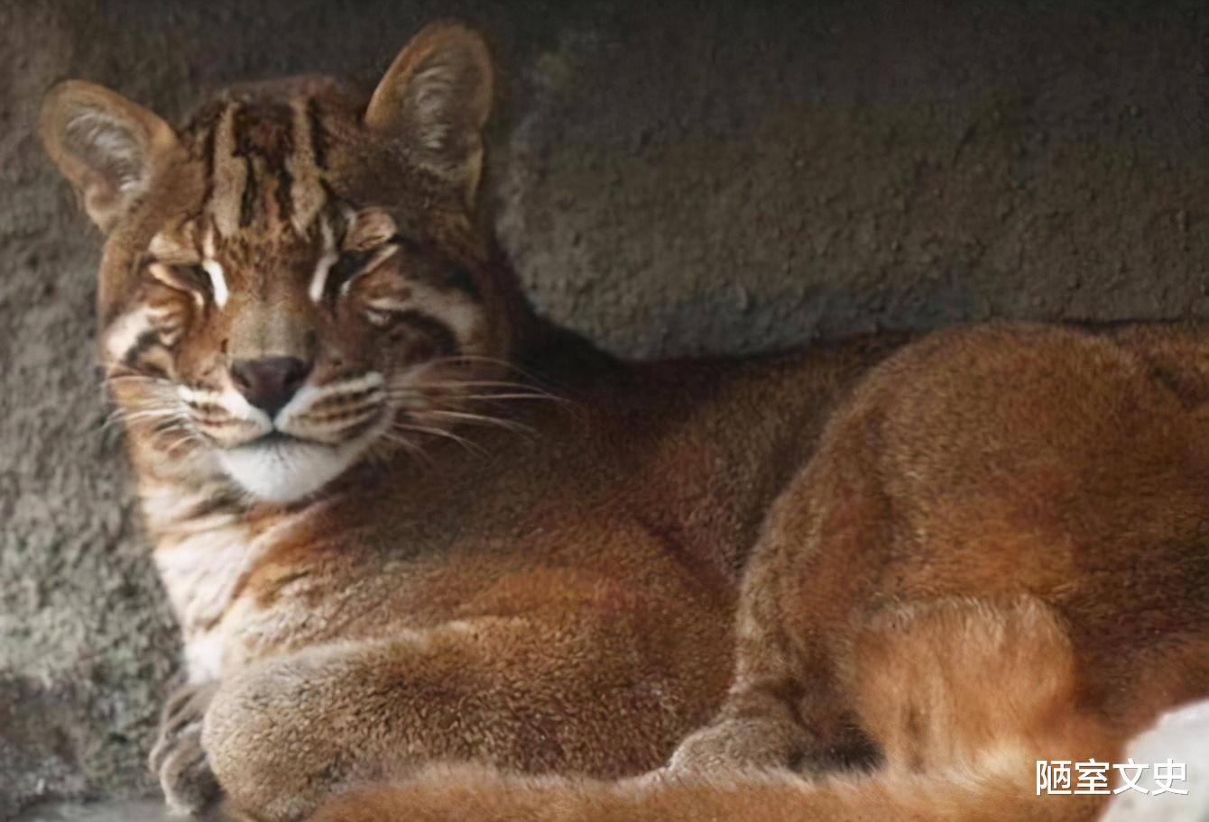 老虎|传说中的“彪”是啥？真能捕杀老虎？2005年后我国仅拍到3次彪