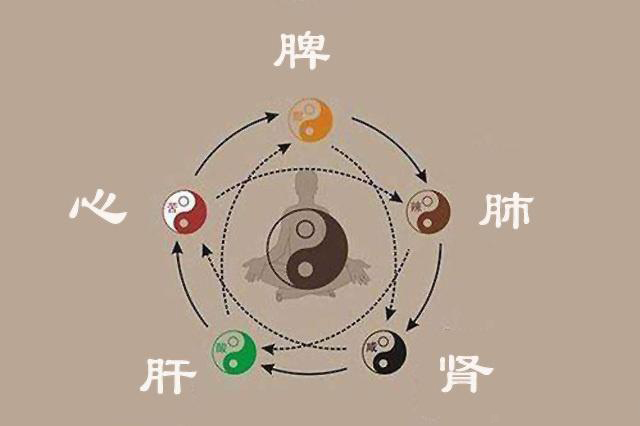 |一起学中医：作为六腑之一，小肠有哪些基础知识要掌握？