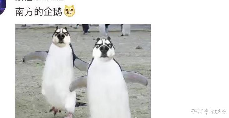 子芫伴你成长|南方VS北方,南北差异有多大?看到第8张图笑得肚疼,网友太有才