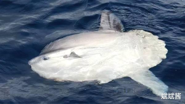 翻车鱼 世界上最蠢的翻车鱼：灭绝是不可能灭绝了，这辈子都不可能灭绝了