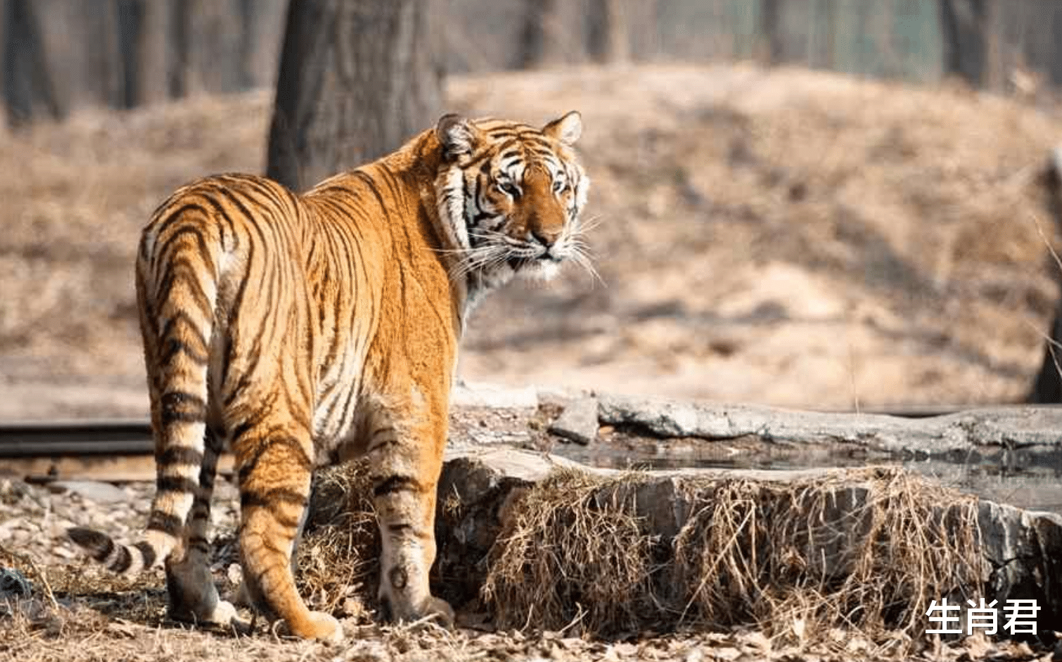吉星|牛年12月份吉星加持，属虎人抽到幸运签，时机一到马上翻身