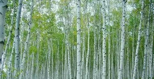  世界上最坚硬的树木是什么树！硬度堪比钢铁！