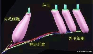 加利福尼亚大学 大部分老人的“耳背”都与这个“细胞”有关，因为它只有一次生命