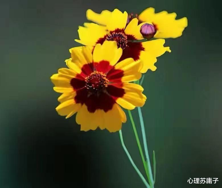 心理苏庸子|真正有大格局的人，往往都喜欢做这3件事，人生也会很顺利