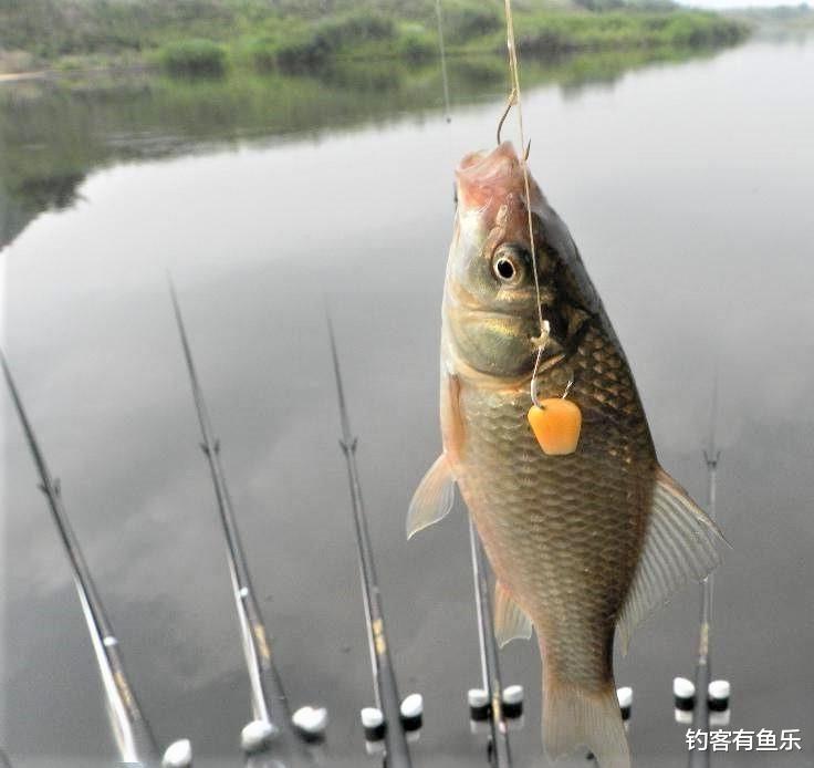 饵料|天热钓鱼，小杂鱼闹窝太烦人，做好3点，大鱼到，小鱼跑